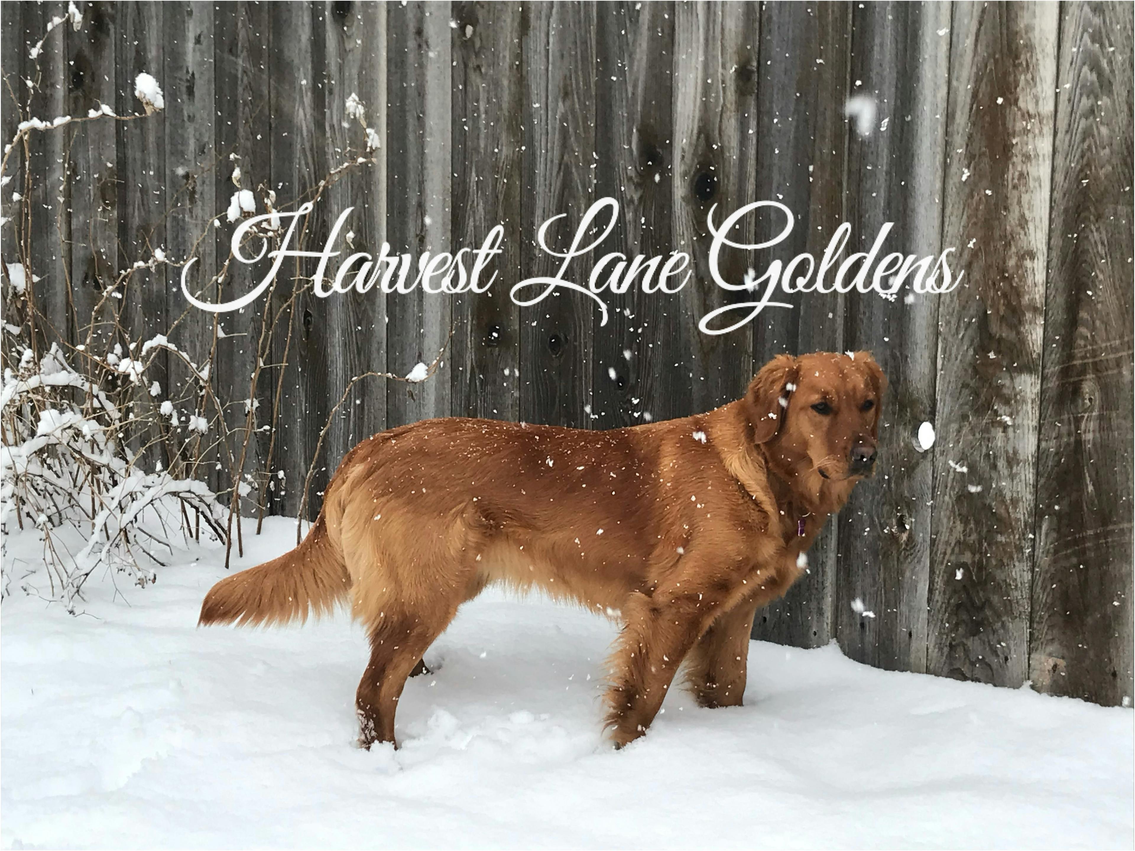 We are a small family breeder of field Golden Retrievers, specializing in red goldens, located in Boise, Idaho